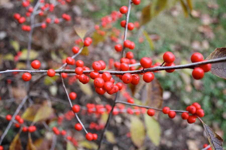 Winterberry (Ilex verticillata) er hjemmehørende i det østlige Canada
