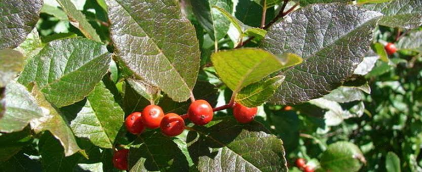 Winterberry er en to-ædle plante