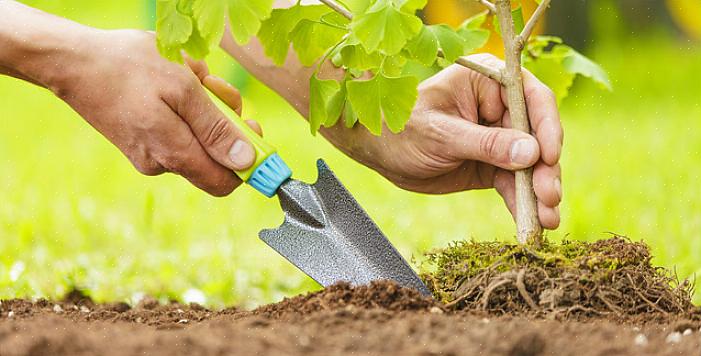 Generelt er den bedste tid til plantning af træer sen vinter eller tidligt forår