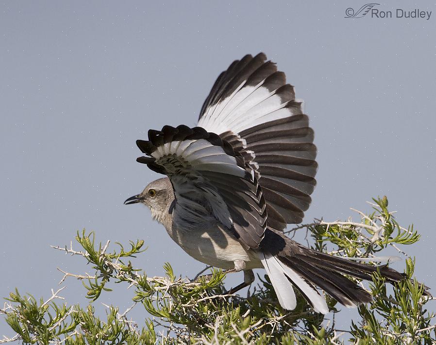 Nordlige mockingbirds besøger let fødere