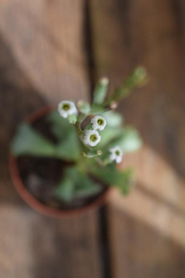 Planter med krøllede blade kræver porøs