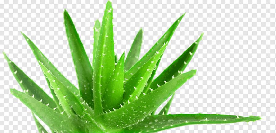 Der er over 300 arter af Aloe vera