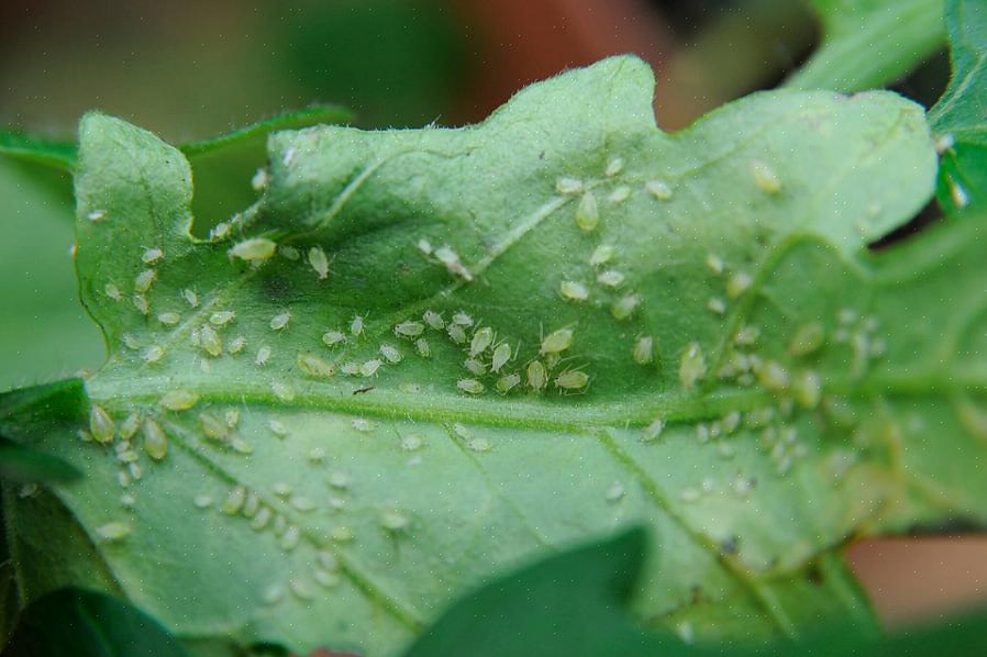 Disse irriterende insekter er ikke kun en ubehagelig overraskelse for planteejere