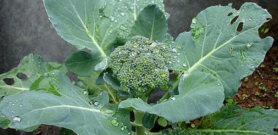 Er ofte opført som spirende broccoli
