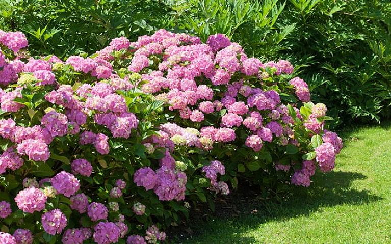 Kan du få blomster i den første vækstsæson