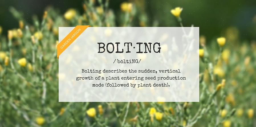 Bolting defineres som at dyrke en høj blomsterstilk på meget kort tid