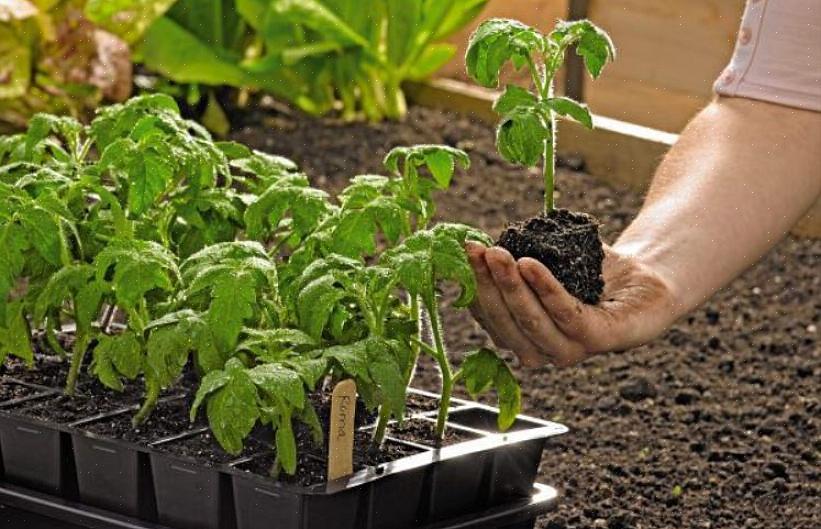 Kan du enten plante frø eller købe kimplanter fra dit lokale havecenter