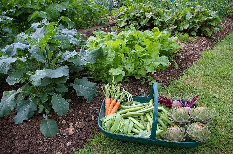 Hvis du vil prøve at dyrke grøntsager i skygge