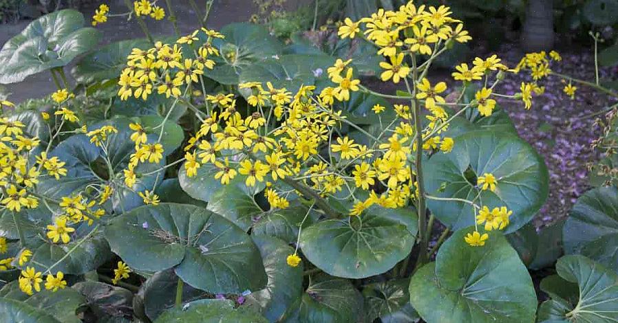 En af de mere populære sorter af leopardplanter er 'Britt-Marie Crawford'