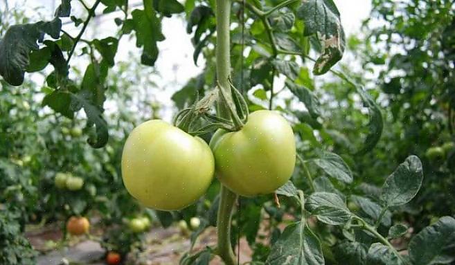 Plant dine tomatplanter dybere