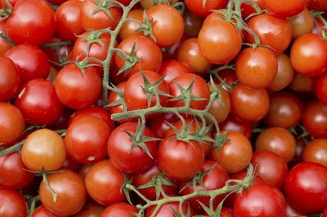 Bush-tomater vokser til en vis højde