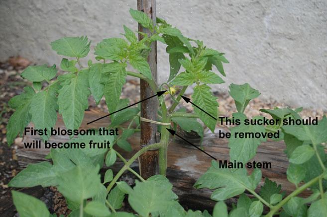 Hovedårsagen til at beskære tomatplanter er