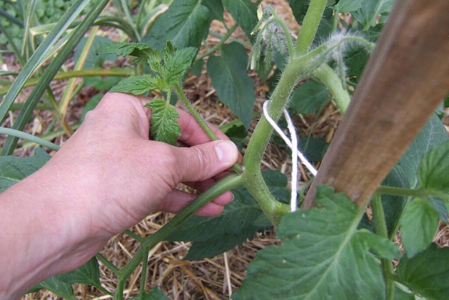 Bliver tomatplante-sutter en anden hovedstamme med grene