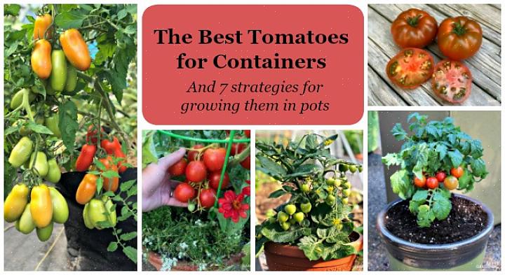 Der er tre nøgler til succesfuldt at dyrke tomater i en beholder