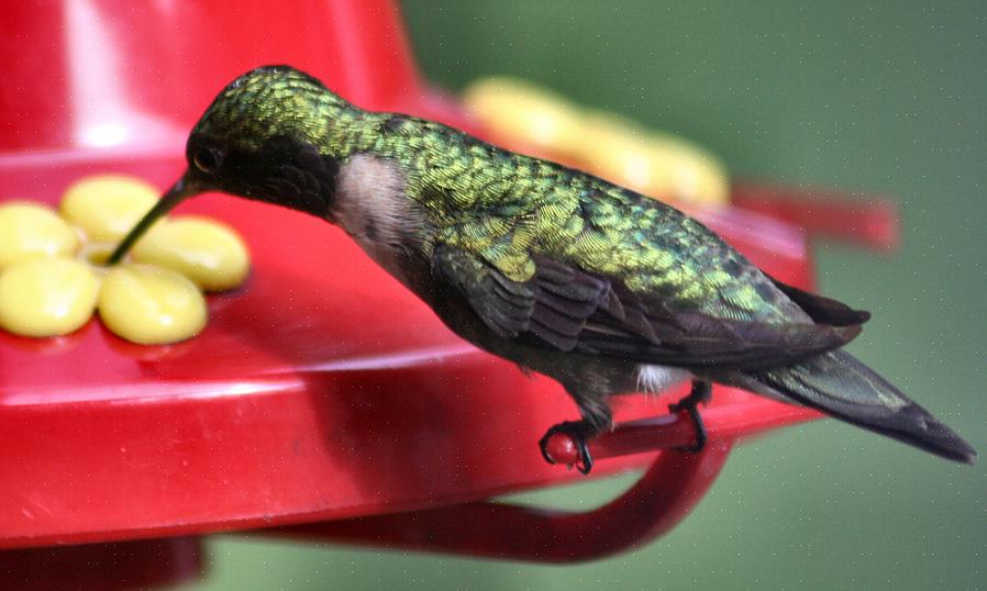 Der kan være en naturlig nektarkilde til fodring af kolibrier