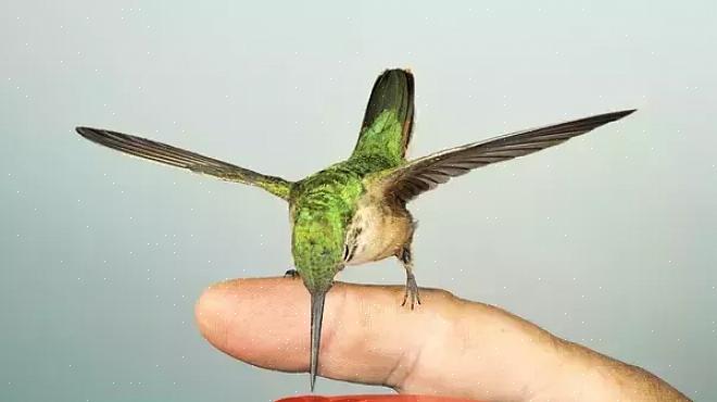Prøv kun at fodre kolibrier manuelt sent på sæsonen
