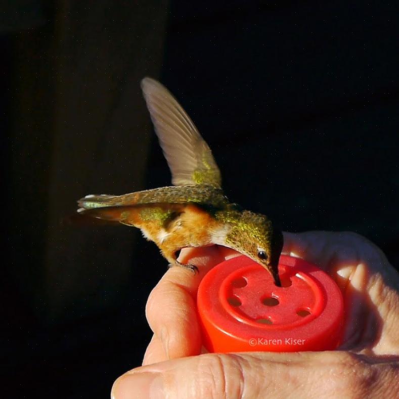 Når du fodrer kolibrier i hånden