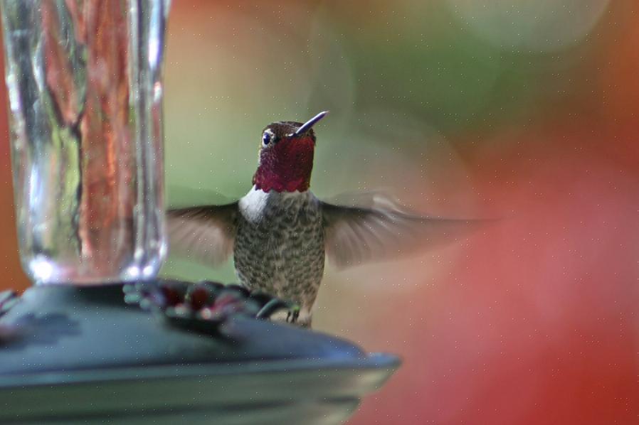Ryste en flaske nektarblanding eller hurtigt fortynde et kommercielt kolibri-nektarkoncentrat