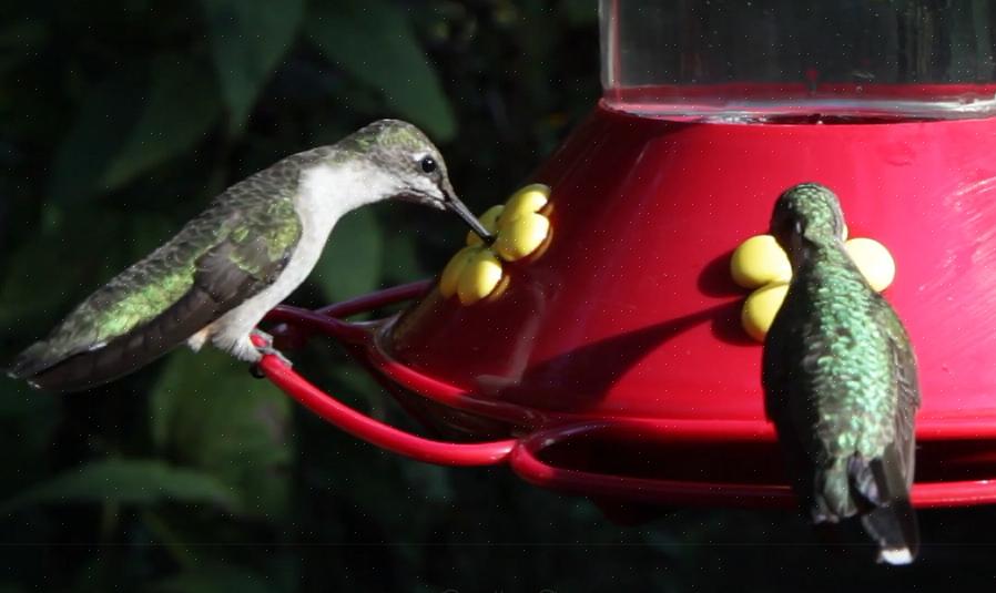 Hæld forsigtigt den hjemmelavede kolibri-nektar i dine foretrukne kolibri-foderautomater
