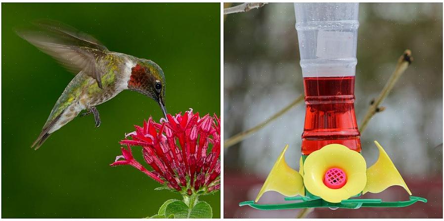 Er rødt farvestof i kolibri-nektar dårligt for fuglene