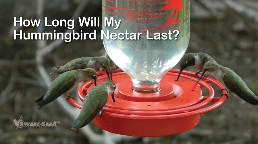 Hvordan kolibri-nektar går dårligt