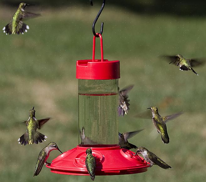 Der er to grundlæggende stilarter af kolibri-foderautomater