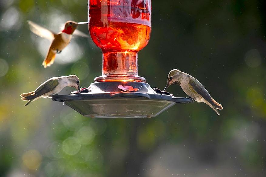 Tips til placering af kolibri-føder