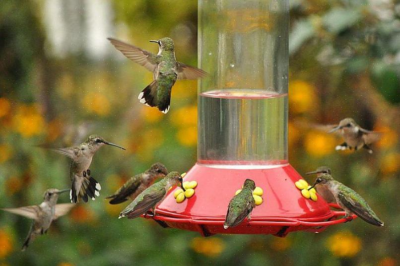 En veldesignet hummingbird foderstation tiltrækker dog mange kolibrier