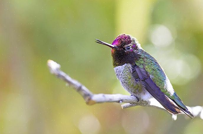 Mange kolibrier lyder meget ens