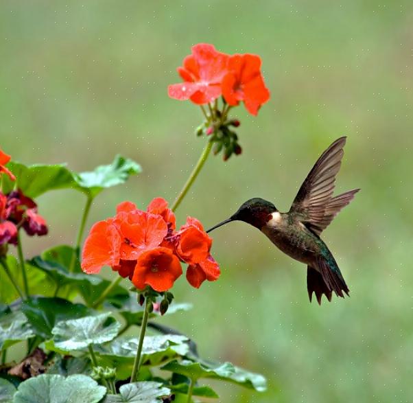 At give stænk af rød farve for at tiltrække kolibrier