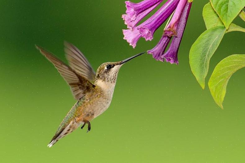 Hvilket kan hjælpe med at eliminere problemet med insekter på kolibrier