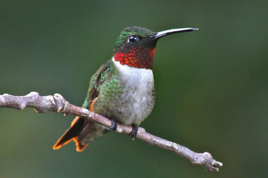 Den ruby-throated kolibri er den mest udbredte