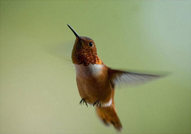 Rufous kolibrier er blevet registreret som hybridiserende med Annas kolibrier