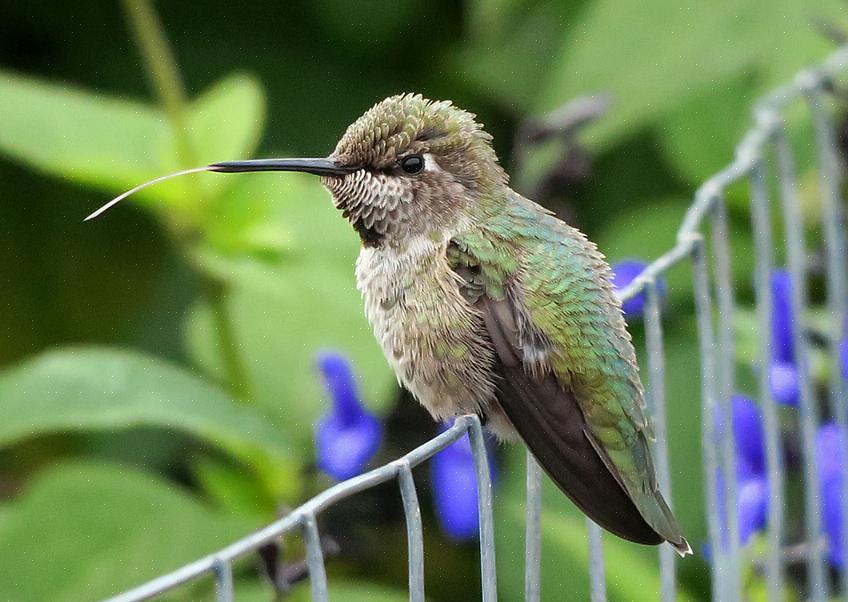 Som de fleste kolibriarter er Annas kolibrier ikke ekstremt høje