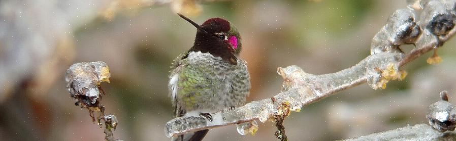 Annas kolibri er dristigt farvet