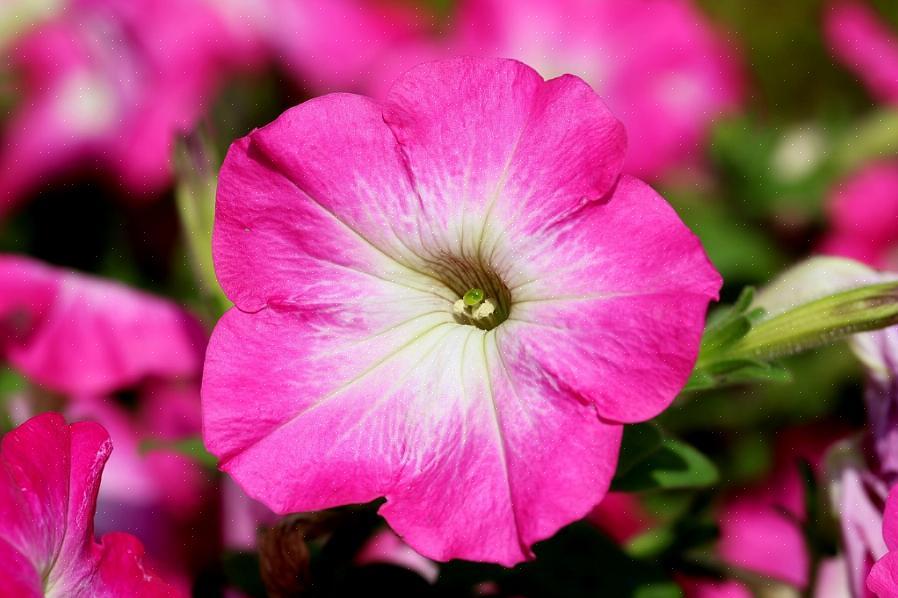 Disse blomster med lav vedligeholdelse trækker sig fra de barske forhold med fortov