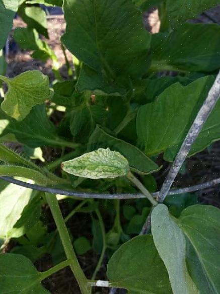 Mange tørke-tolerante planter har sølvløv som en overlevelsesmekanisme