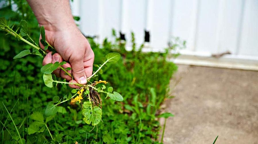 At trække den øverste del af planten efterlader uundgåeligt roden bagved