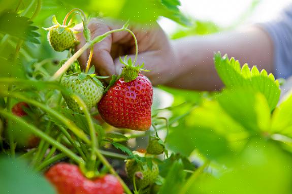 Stadig bærende organiske jordbærplanter producerer frugt fra det sene forår til det tidlige efterår