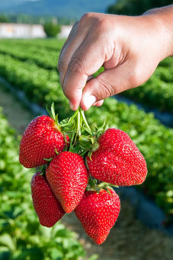 Hvorfor dyrke økologiske jordbær