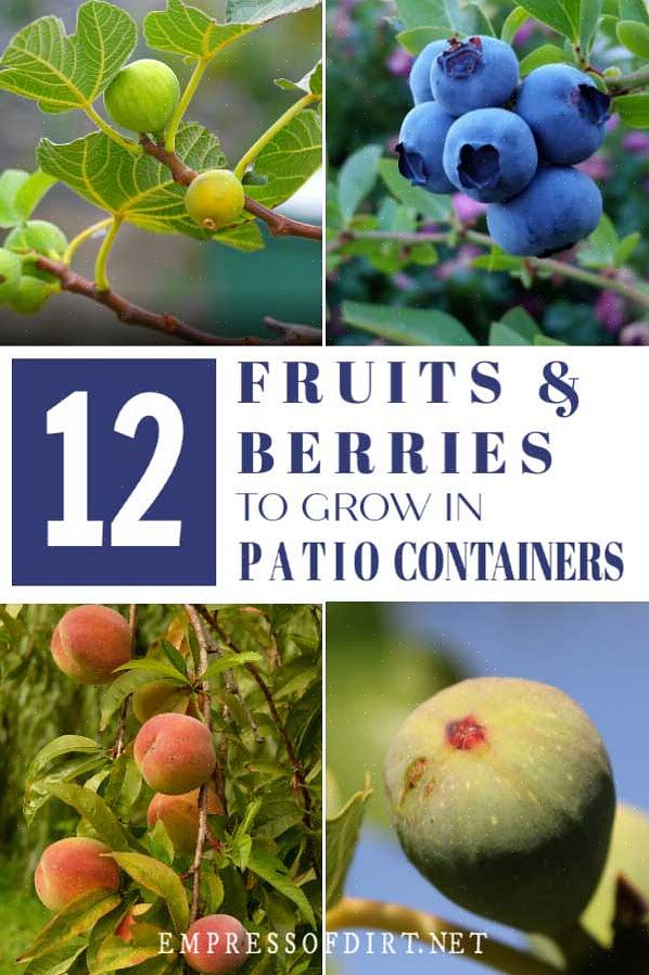 Dyrkning af blåbær i beholdere gør det let at holde jorden ved lav pH-værdi