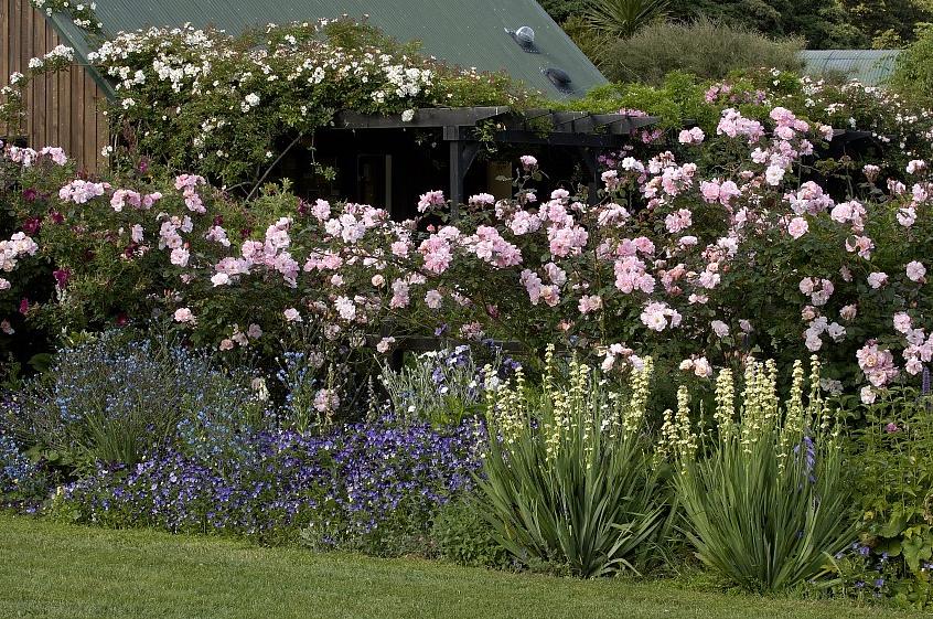 De spidse blomster af Salvia-planter er et teksturalt interessant kontrapunkt til den runde