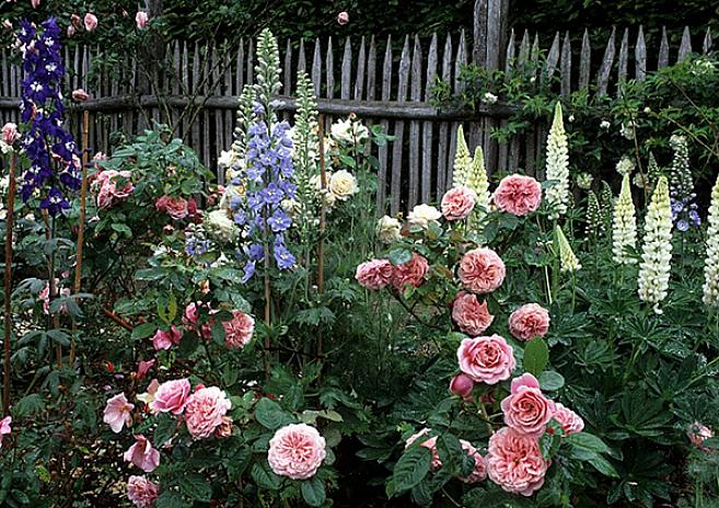 De 3 meter store blomsterstilke er duftende