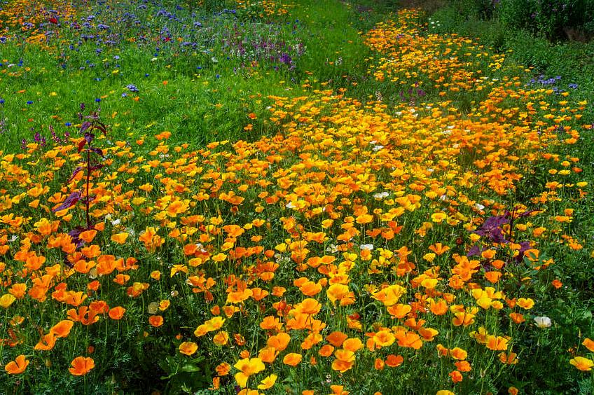 Hvornår man skal så årlige blomsterfrø udendørs afhænger af frøtypen