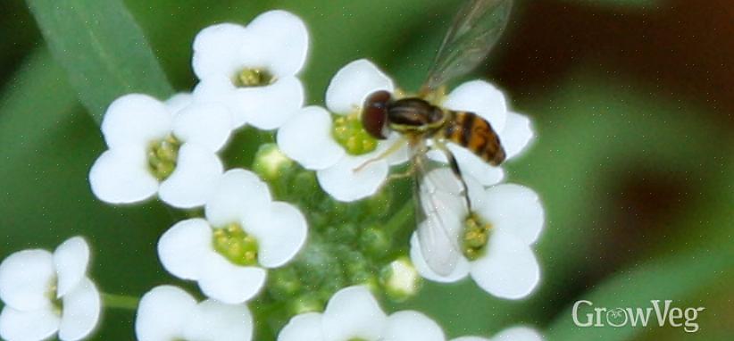 Når du dyrker selvsående årlige blomster