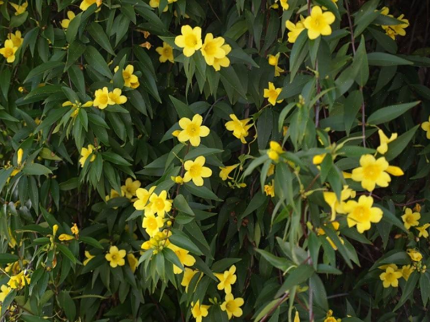 Mens det for det meste blomstrer om sommeren