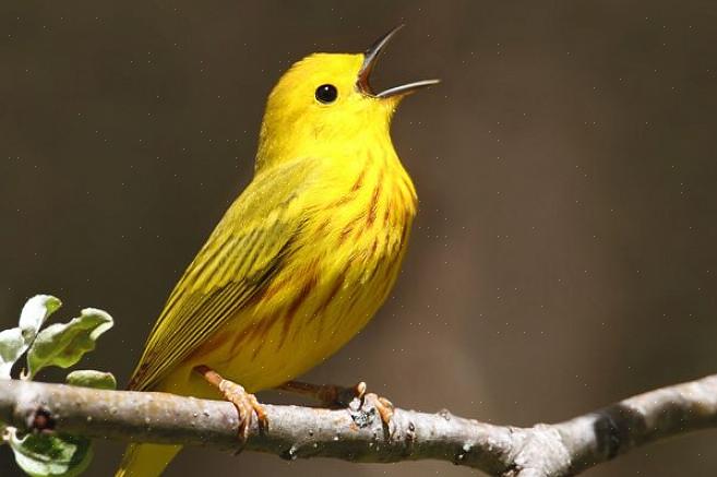 Fugleopdræt efter øre eller lære at identificere fugle ved lyd er en værdifuld færdighed for enhver birder