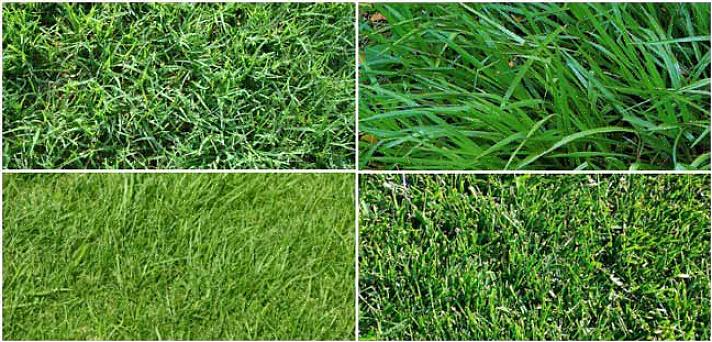 Fordelene ved zoysia græs inkluderer følgende