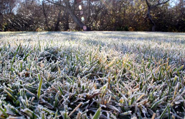 I de fleste dele af landet går græsplæne i dvale om vinteren