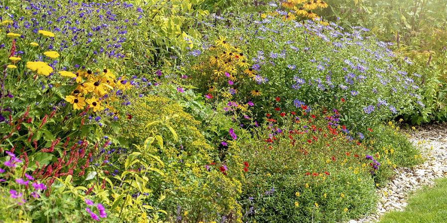 De papiragtige blomster af Xerochrysum bracteatum har narret mere end en person